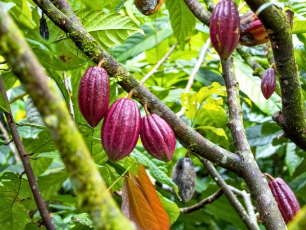 Cacao Pods in Costa Rica