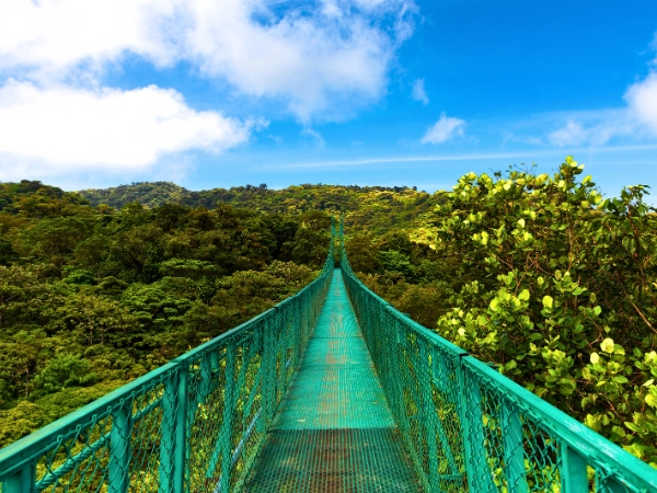 A Bridge in Monteverde Costa Rica