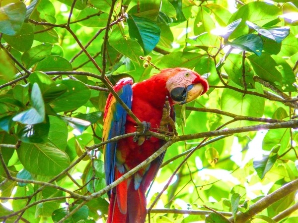 Scarlet Macaw at the Corcovado National Park